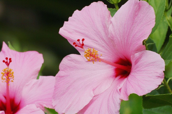 芙蓉花根部蔫倒伏什麼原因