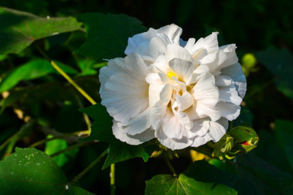 芙蓉花根部蔫倒伏什麼原因