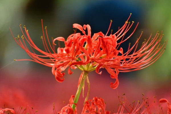 彼岸花怎樣種植才開花