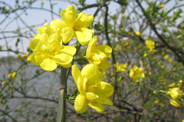 迎春花可以水養嗎