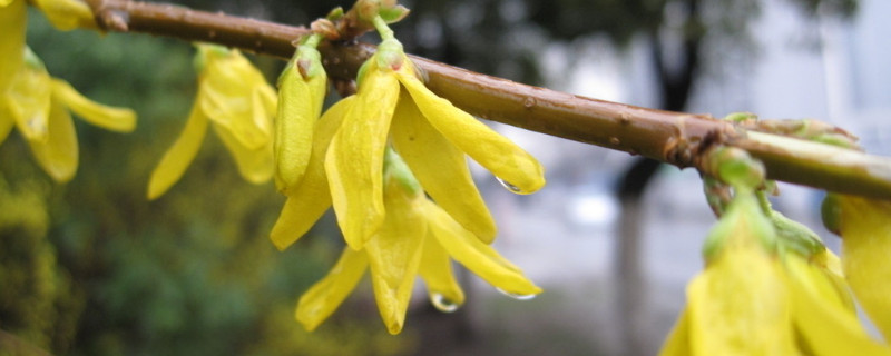 迎春花枯萎了怎麼辦