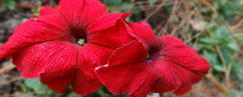 水培重瓣牽牛花幾天生根