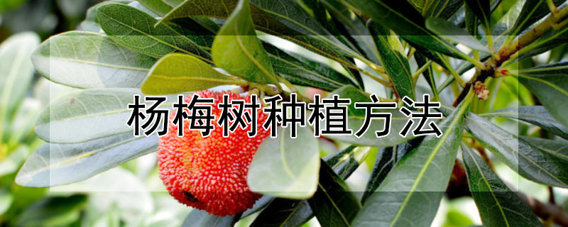 楊梅樹種植方法