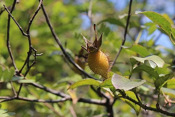 金櫻子嫁接月季有什麼好處