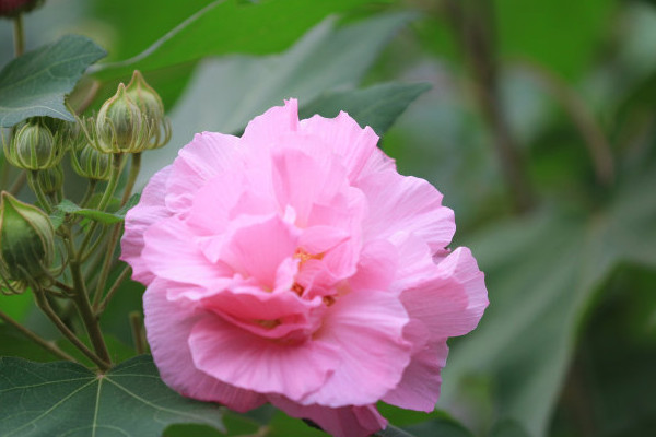 芙蓉花葉子掉完了還會生長嗎