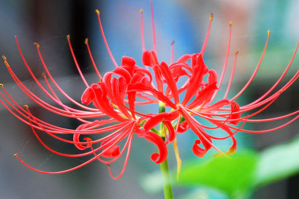 彼岸花不開花是什麼原因