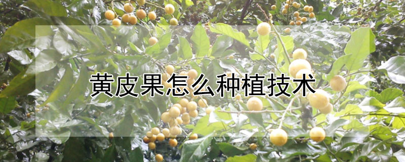 黃皮果怎麼種植技術