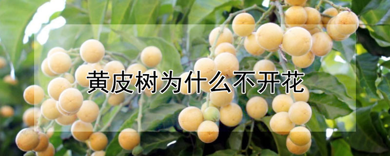 黃皮樹為什麼不開花