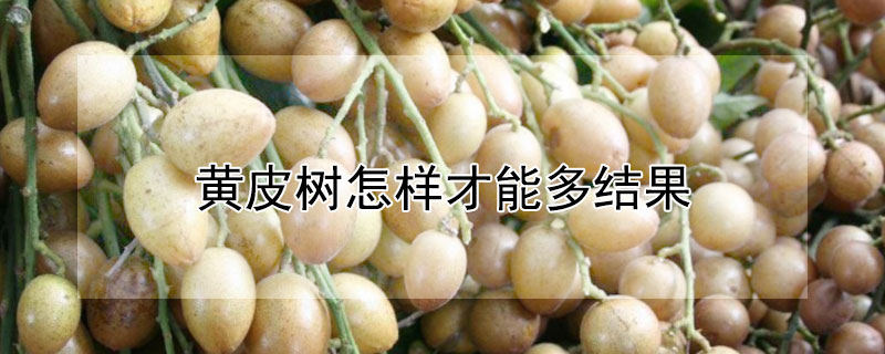 黃皮樹怎樣才能多結果