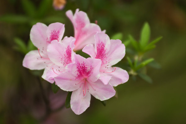 杜鵑花的花開的小怎麼回事