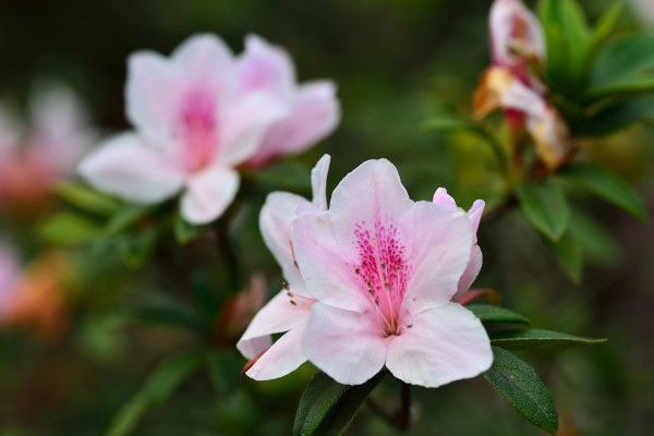 杜鵑花的花開的小怎麼回事