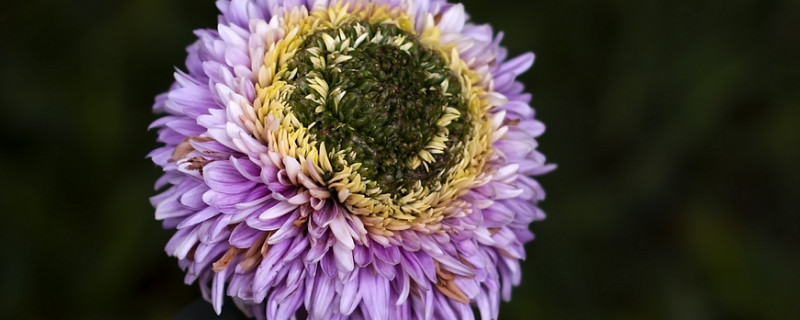 菊花修剪後還能再開花嗎