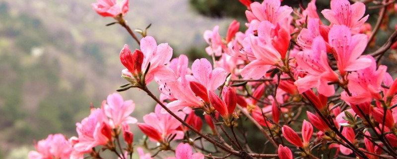 杜鵑花幾月換盆合適