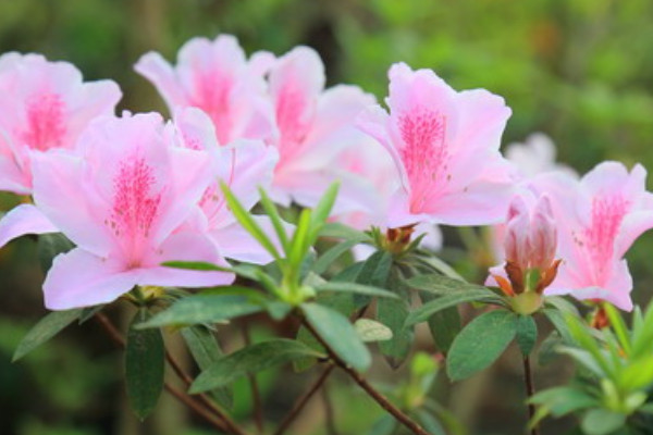 杜鵑花幾月換盆合適