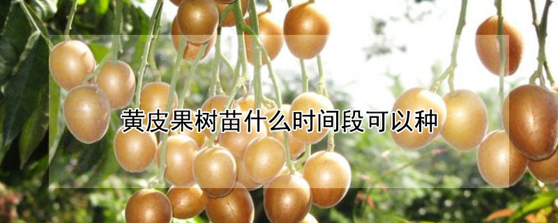 黃皮果樹苗什麼時間段可以種