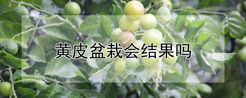 黃皮盆栽會結果嗎