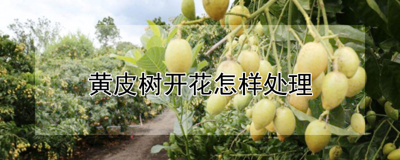 黃皮樹開花怎樣處理