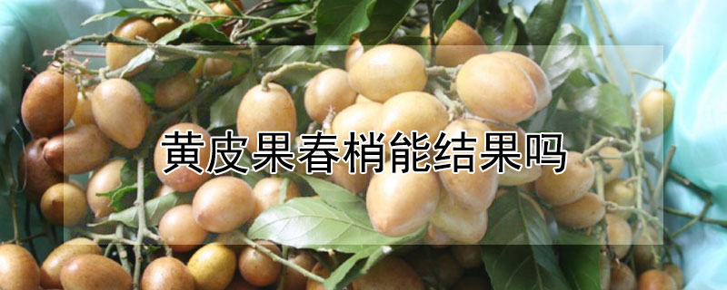 黃皮果春梢能結果嗎