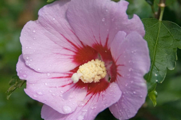 芙蓉花葉子打蔫怎麼辦