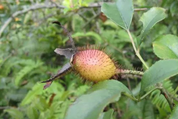 金櫻子是花還是果實