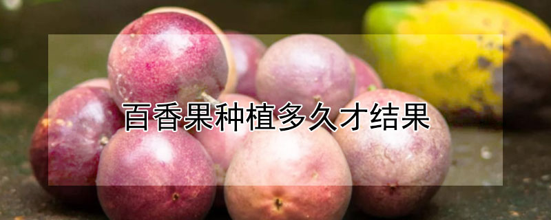 百香果種植多久才結果