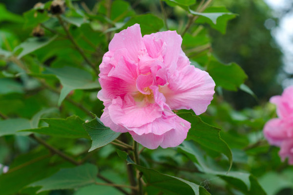 芙蓉花種子什麼時候收集