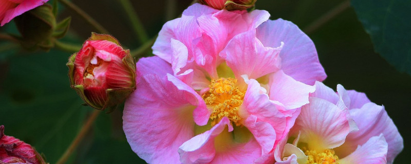 芙蓉花和扶桑花的區別