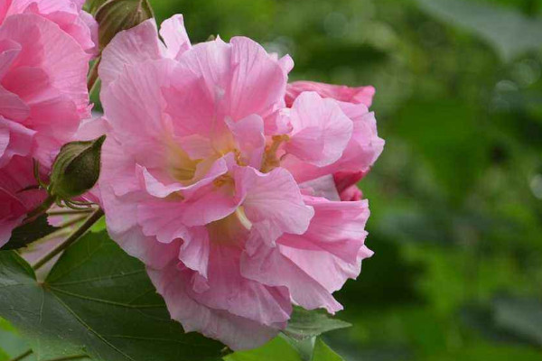 芙蓉花和扶桑花的區別