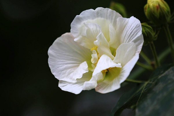 芙蓉花和扶桑花的區別