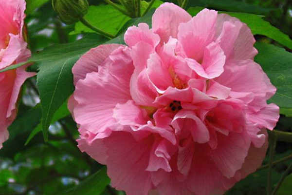 芙蓉花換土根部需要剪嗎