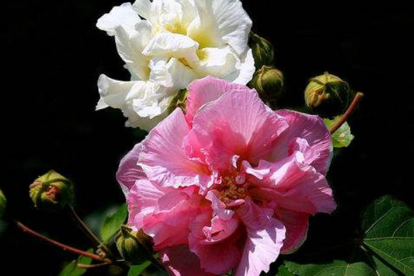 芙蓉花開花時多久施肥一次