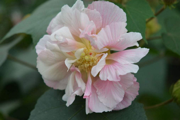 芙蓉花夏天開了花秋天也開花嗎