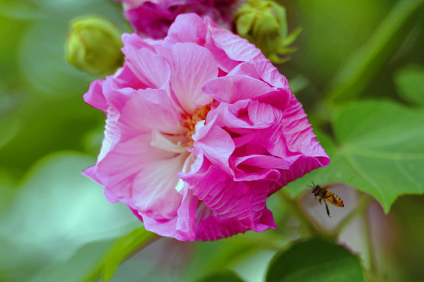 芙蓉花種子能種出花嗎