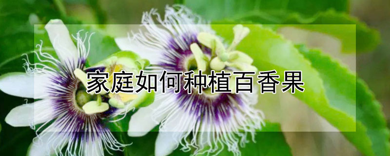 家庭如何種植百香果