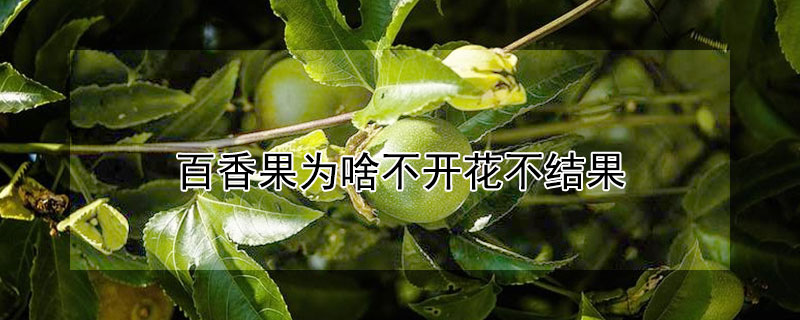 百香果為啥不開花不結果