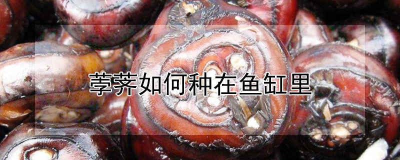 荸薺如何種在魚缸裏