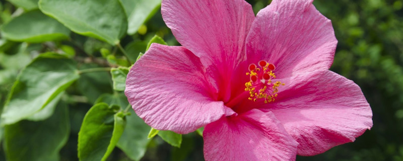 芙蓉花澆水多葉子黃嗎