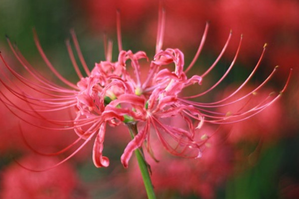 彼岸花不同顏色的花語