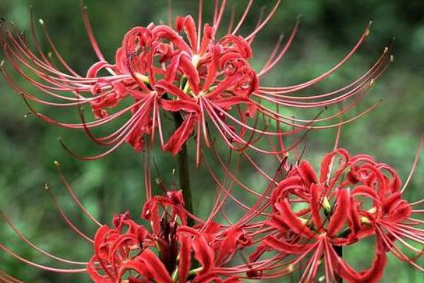 彼岸花球怎麼不發芽