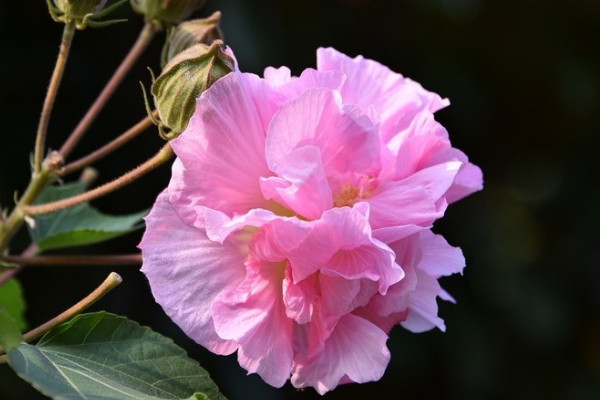 芙蓉花盆栽的養殖方法