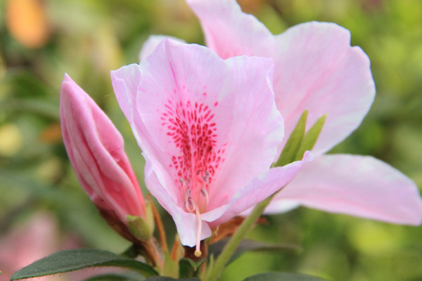 杜鵑花是什麼顏色