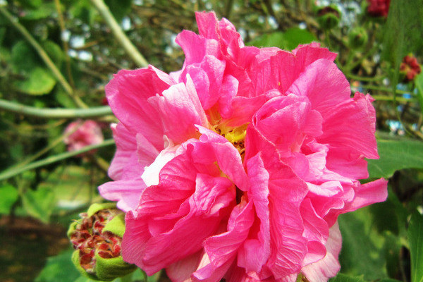 芙蓉花盆栽的養殖方法