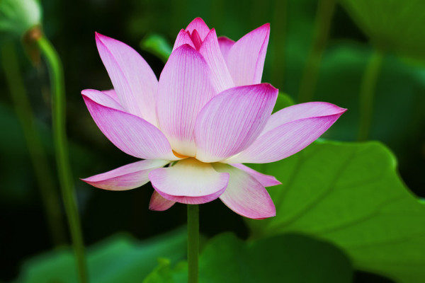 荷花怎麼栽培才能開花