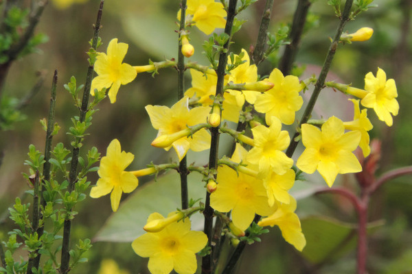 迎春花幹葉怎麼回事