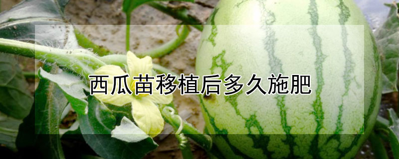 西瓜苗移植後多久施肥