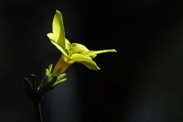 迎春花冬季會發芽嗎