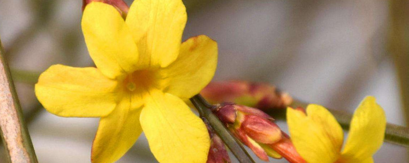 迎春花冬季會發芽嗎