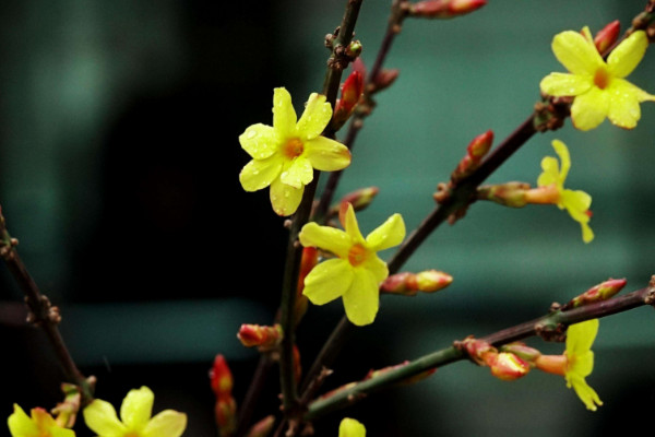 迎春花冬季會發芽嗎