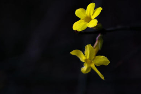 迎春花又稱什麼花