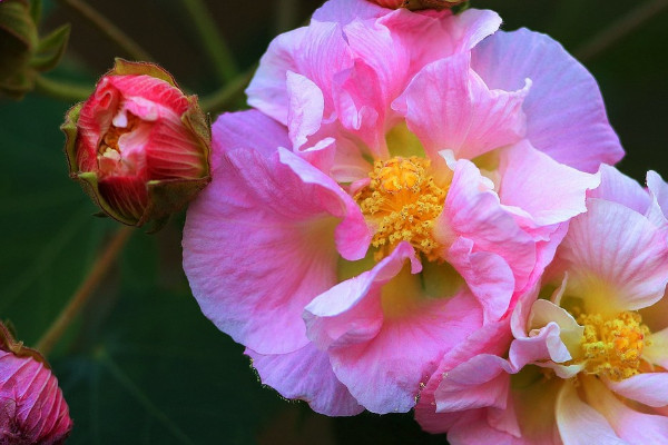 芙蓉花的葉子不好可以剪掉嗎